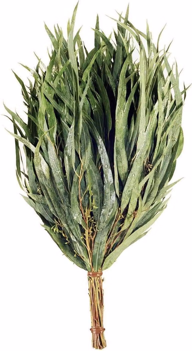NesFin Eucalyptus takken
