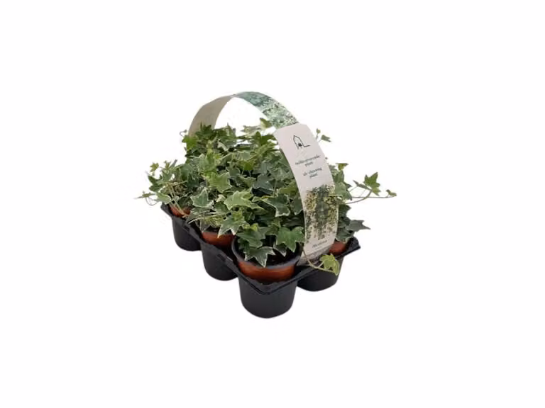 Hedera helix Esther klimplant van De Jong tuinplanten