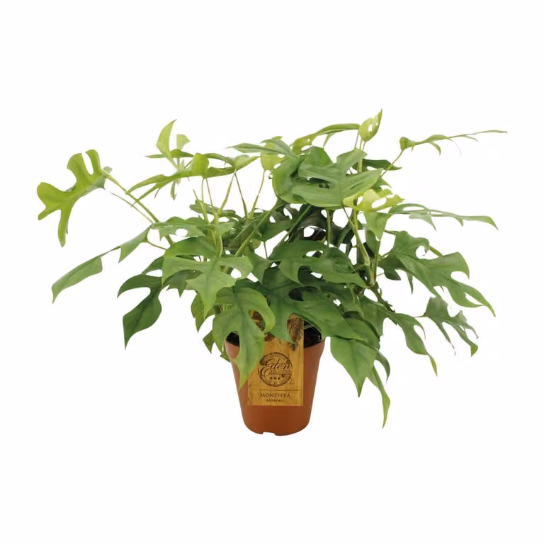 Monstera Minima kamerplant van MEERGroothandel - Hoogte: 30 cm, Diameter: 15 cm
