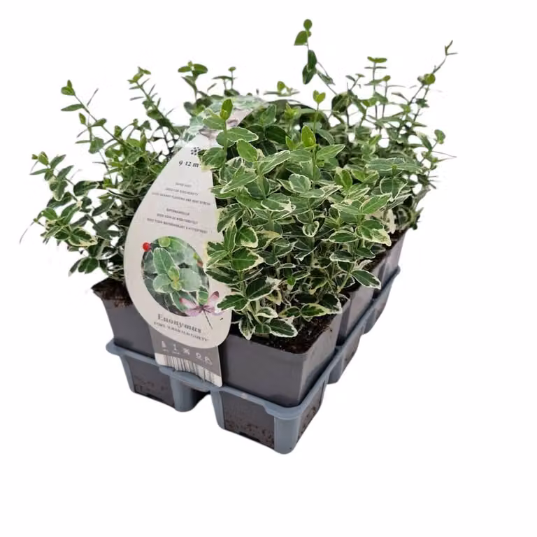 12x Euonymus fort. 'Emerald Gaiety' Kardinaalsmuts - Groenblijvende Bodembedekker en Haagplant - Groen/Wit