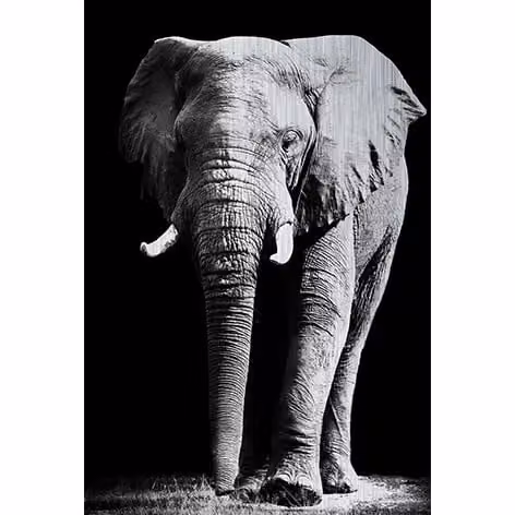 MondiArt Alu Brush Olifant Wanddecoratie Zwart B: 120 cm, H: 180 cm