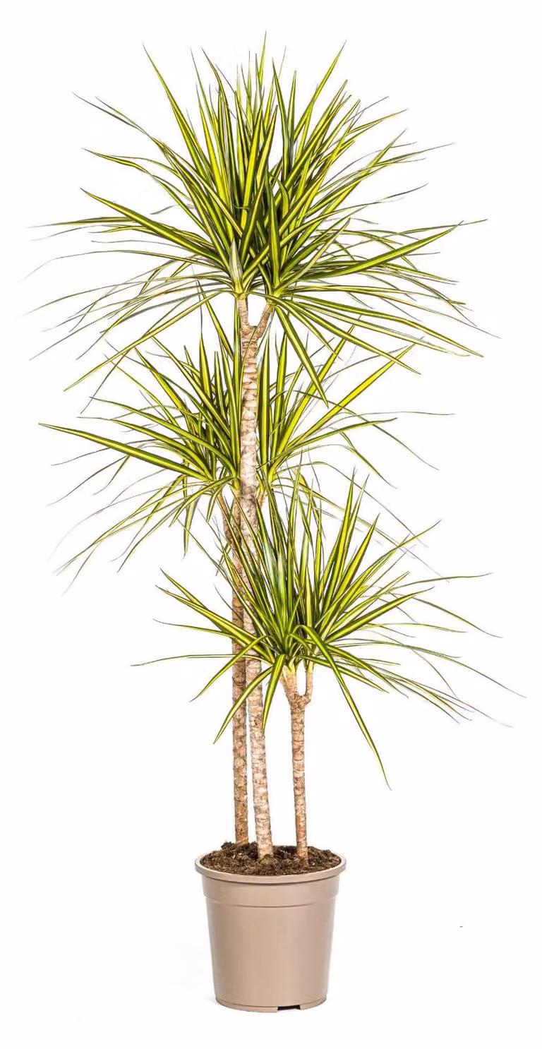 Exotenherz Dracaena marginata Sunray Zonlichtdracaena Hoogte: 130-150 cm