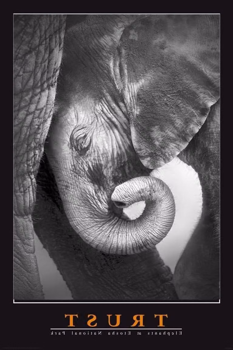 Olifant Poster Affiche Druk Muurdecoratie met Wissellijst Wit 61 x 91,5 cm