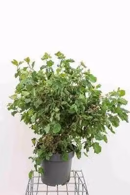 2 x Corylus av. 'Twister' Schijnhazelaar in pot, 60-80 cm