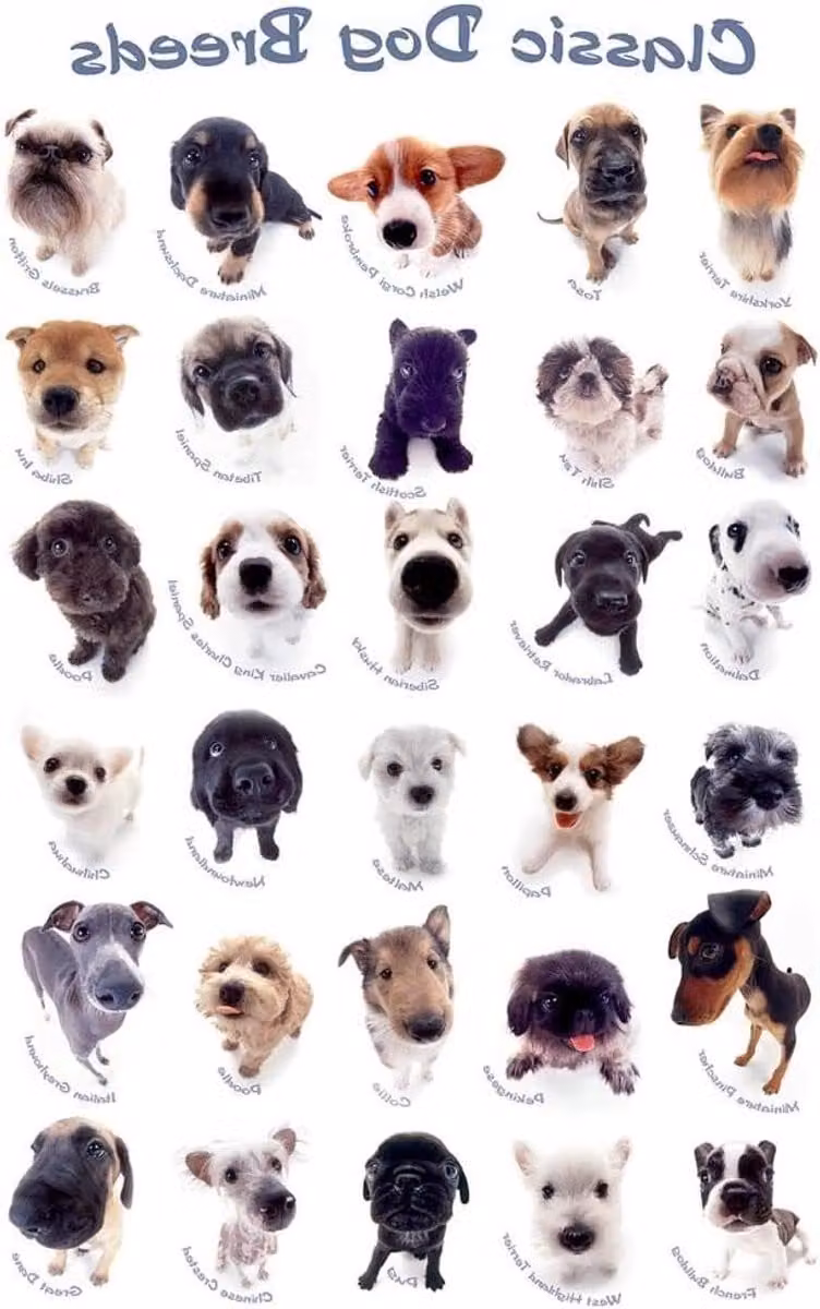 Dieren poster met hondenprint inclusief aluminium lijst - 61 x 91,5 cm