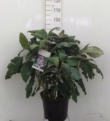 2 x Fluweelhortensia Hydrangea aspera Macrophylla in pot, 60-80 cm