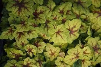 6 x Heucherella hybr. Art Nouveau Bastaardschuimplant - Pot van 9 x 9 cm - GRDplanten