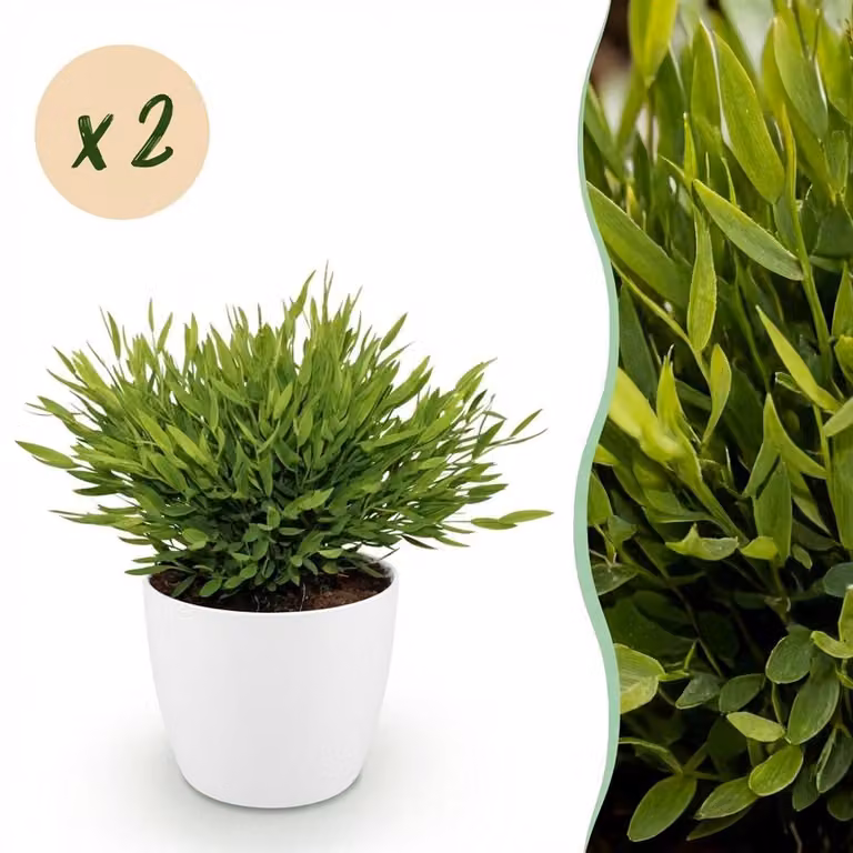Plantenboetiek.nl Bamusa Pogonatherum Monica Bamboegras - 2 stuks - Groen - met witte pot - Ø12cm, 20cm hoog
