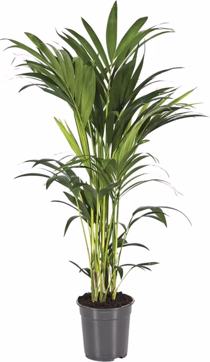 Howea Forsteriana kamerplant - Groenblijvend - Hoogte: 90-100 cm, Diameter: 21 cm