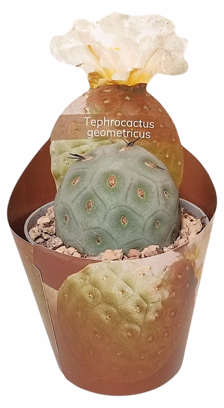 Exotenherz Teprocactus geometricus zeldzame bolvormige cactus met pot, Hoogte: 15 cm, Diameter pot: 6,5 cm