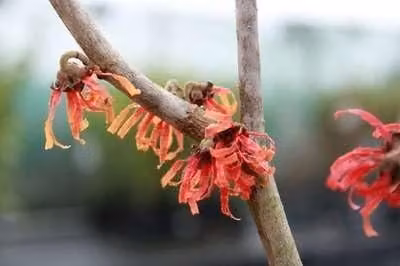 Toverhazelaar Hamamelis intermedia 'Feuerzauber' 60-80 cm pot