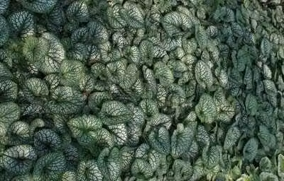 6 x Brunnera macrophylla Sea Heart Kaukasische vergeet-mij-niet, pot van 9 x 9 cm