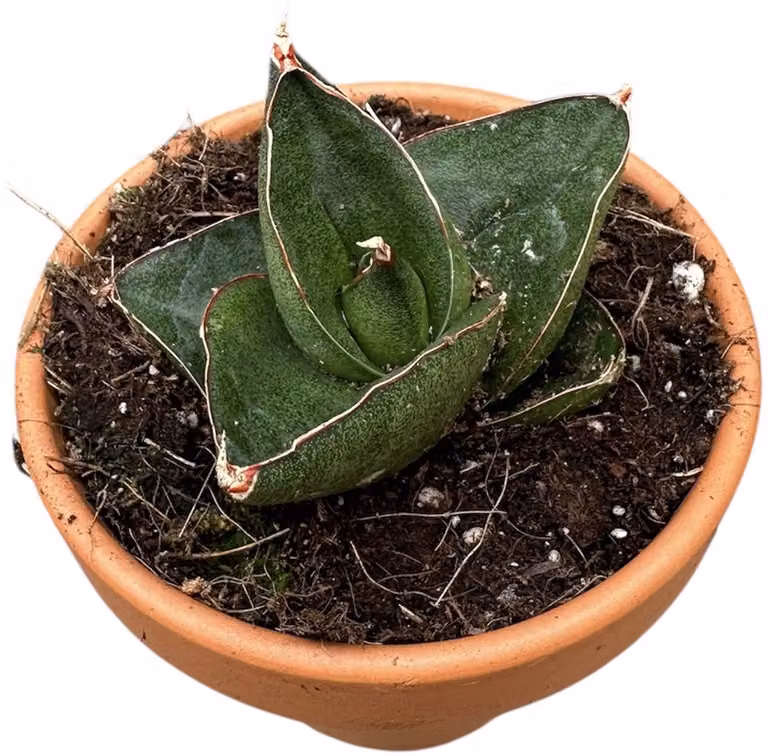 Sansevieria Opera House Kamerplant met Pot Ø8 cm
