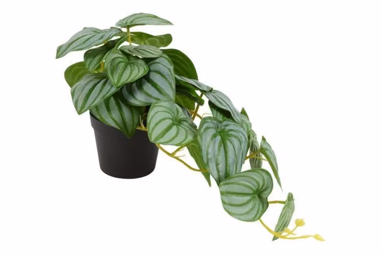 Countryfield zijden Scindapsus plant groen 28 cm