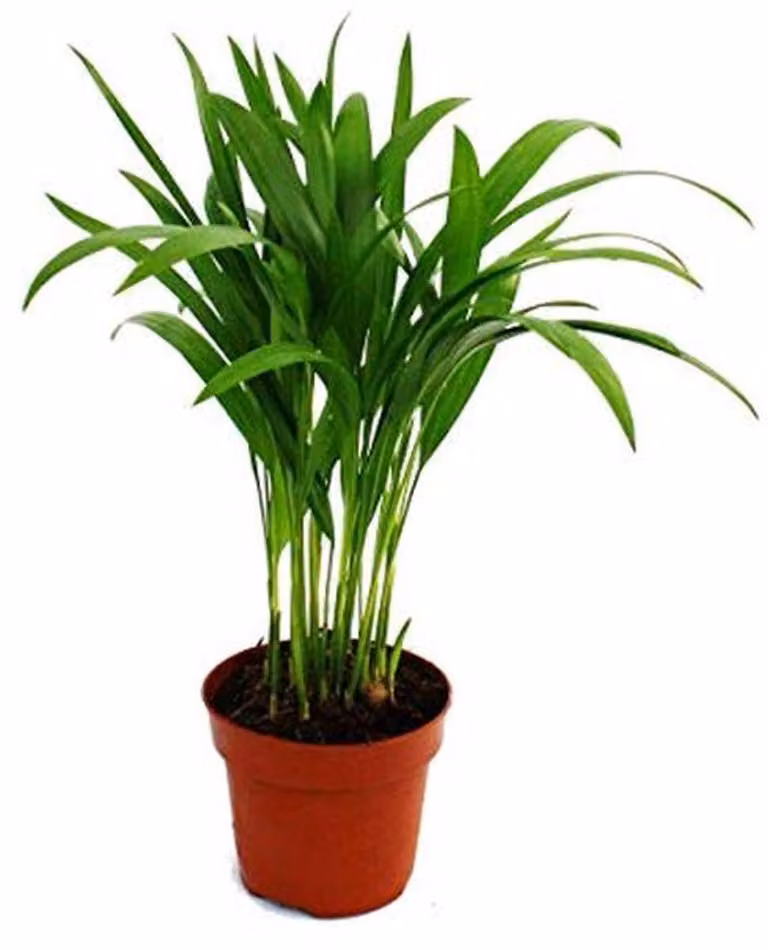 Areca Palm Dypsis lutescens Gold Fruit - 1 plant - 12 cm pot
