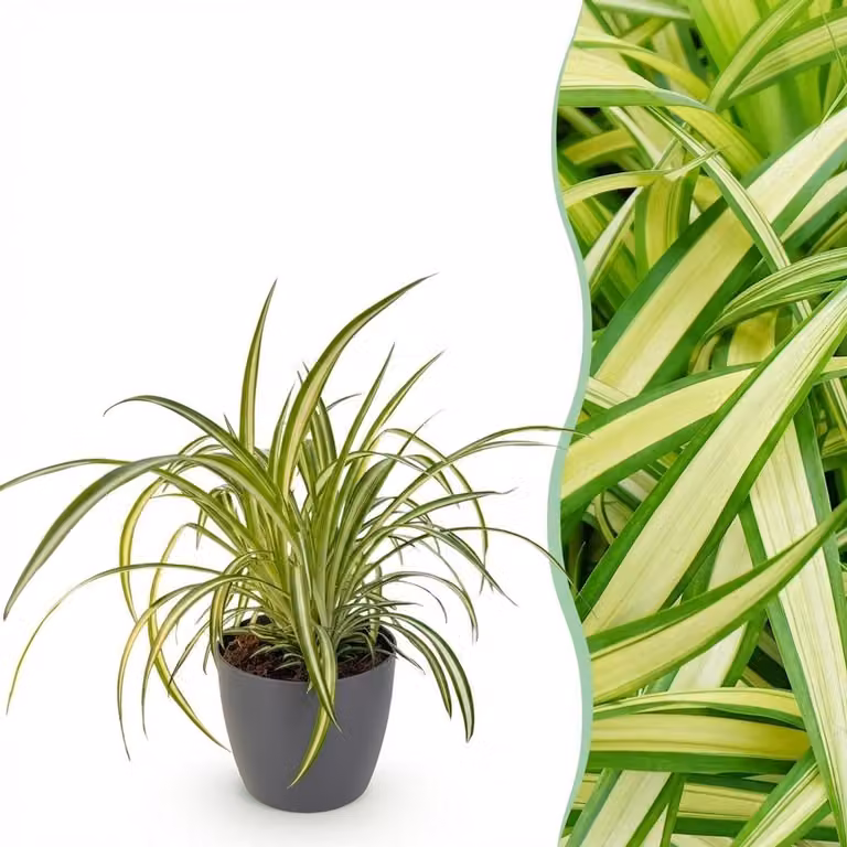 Chlorophytum comosum Variegatum Bonte Graslelie Kamerplant met grijze pot, Hoogte: 20 cm, Pot diameter: 12 cm