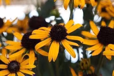 6 x Rudbeckia fulgida Little Goldstar zonnebloem, pot van 9 x 9 cm van GRDplanten
