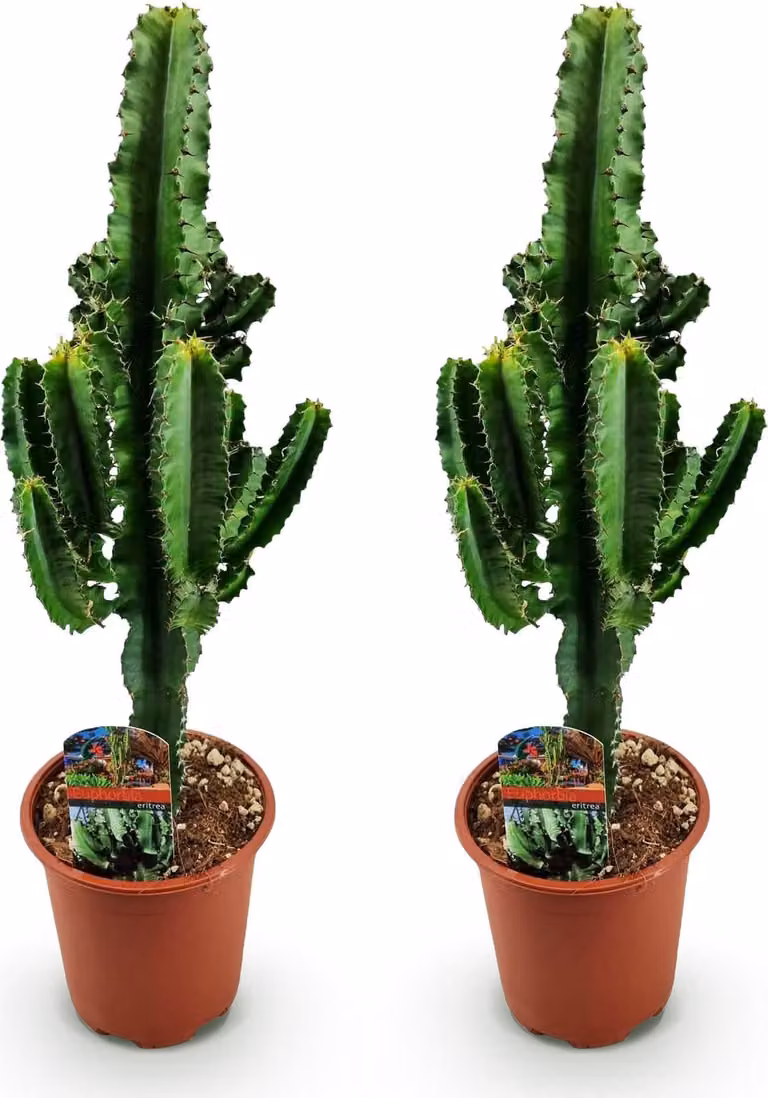 Oasis of Life Wolfsmilchkaktus Euphorbia eritrea Afrikanische Melkboom, 2 planten, Hoogte: 60 cm, Breedte: 17 cm