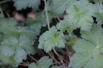 6 x Geranium hybride Dreamland in pot van 9 x 9 cm van GRDplanten