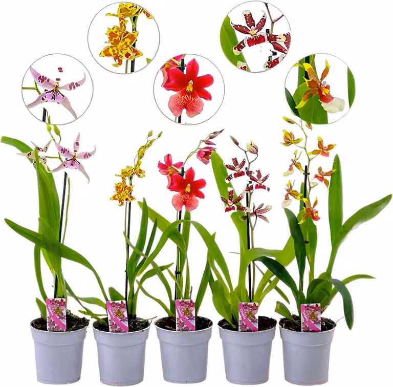 Dutch Bulbs Cambria Orchideeën - Set van 3 bloeiende kamerplanten - 3 kleuren - Hoogte: 30-40 cm