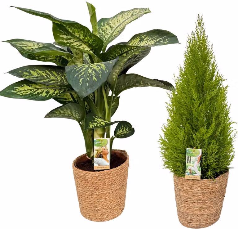 Dieffenbachia Tropic Snow & Cupressus kamerplanten met natuurlijke siermand, Hoogte: 85-95 cm, Potmaat: Ø21 cm