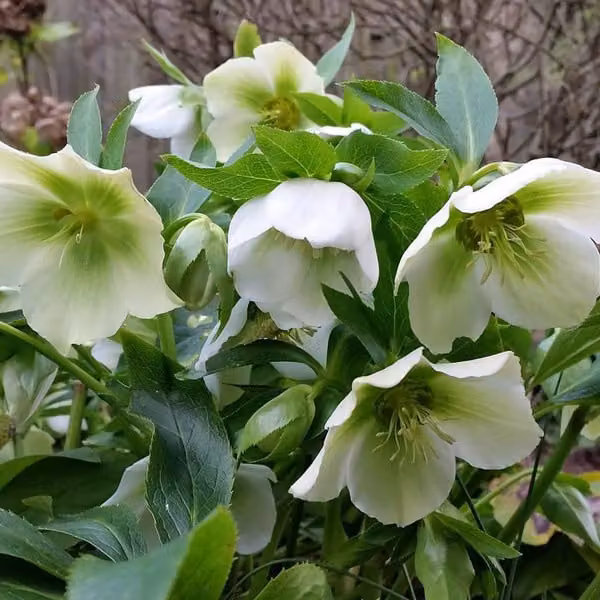 6 x Schneerose Helleborus orientalis White Lady in pot van 9x9 cm van Arborix