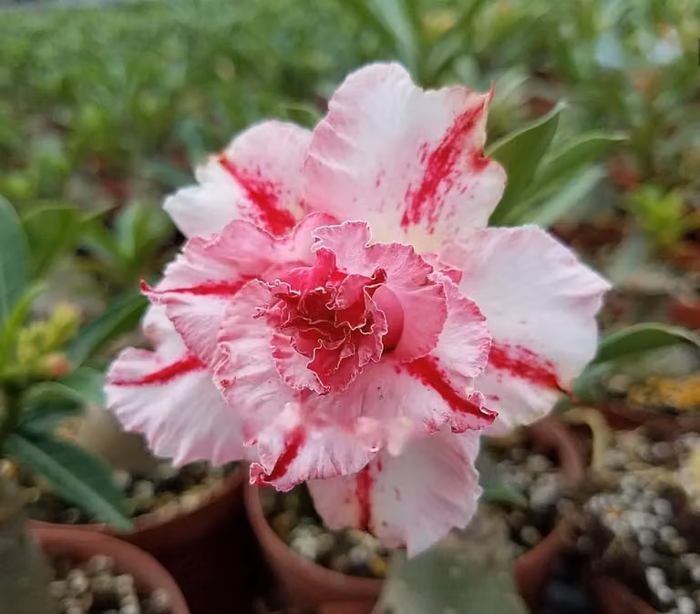 Adenium Obesum Woestijnroos Plant voor Binnen - Meerdere Kleuren - 1 Stuk