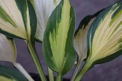 6 x Hosta hybride Color Festival in pot van 9 x 9 cm van GRDplanten