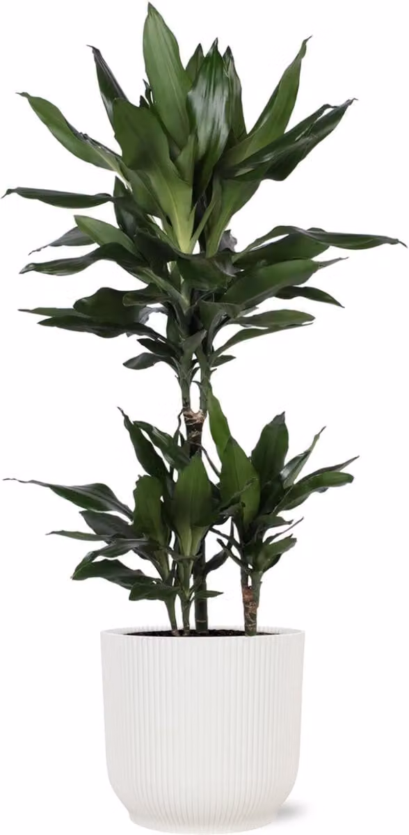 Dracaena Janet Lind in WIT pot, Ø21 cm x 90 cm - Vibes