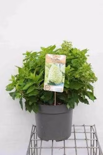 Hydrangea paniculata Little Spooky Pluimhortensia 60-80 cm in pot