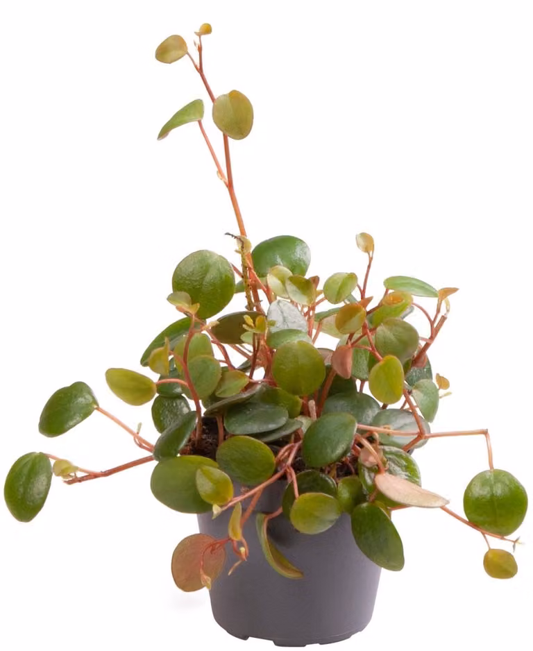 Peperomia Pepperspot - Hoogte: 10 cm, Pot: 6 cm