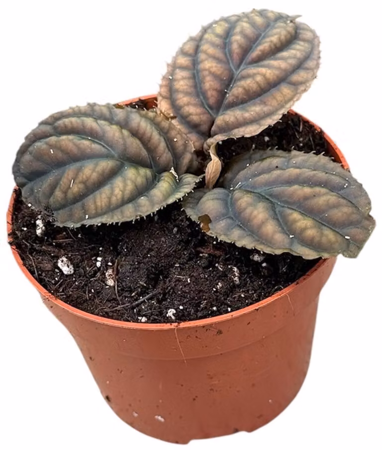 Labisia Vietnam Kamerplant met pot van Ø 10,5 cm