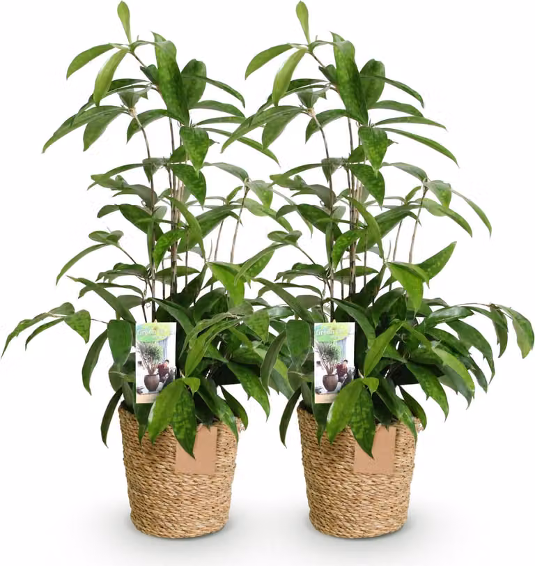 Oasis of Life Drakenboom Dracaena surculosa, Groene Kamerplant, Hoogte: 60-70 cm, Potmaat: 17 cm