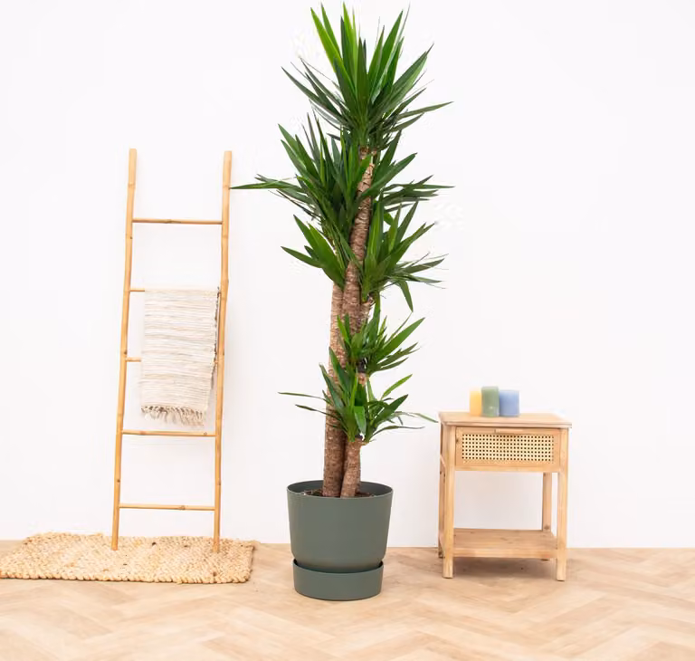 Yucca Elephantipes - 180 cm