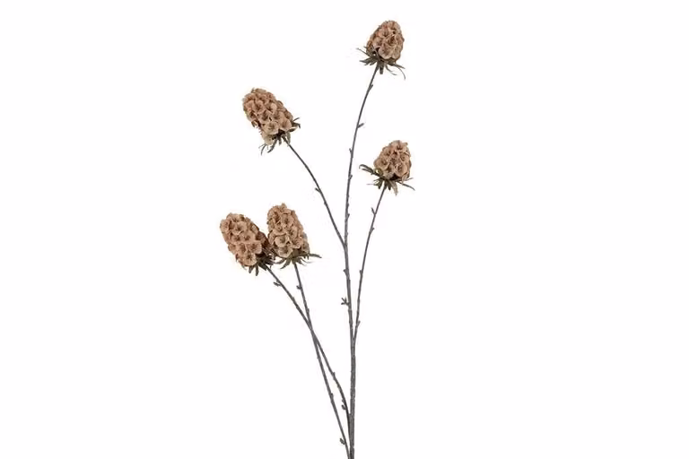Countryfield zijden Scabiosa beige 117 cm