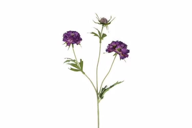 Countryfield zijden bloem Scabiosa paars 72 cm