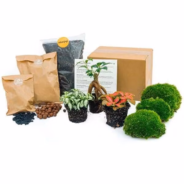 Urbanjngl Planten terrarium set met Ficus Ginseng bonsai - Navulset en startpakket voor doe-het-zelf