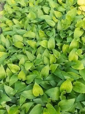 6 x Hosta hybride Purple Heart GRDplanten, Potmaat: 9 x 9 cm