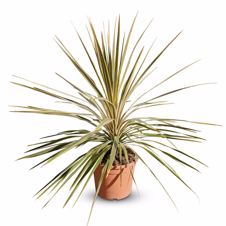 Sunny Tree Cordyline australis Dazzler Keulenlelie, 10 liter pot, 100 cm, winterharde plant voor binnen en buiten