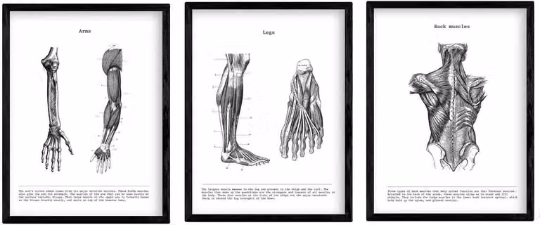 Set van 3 Zwart-Witte Anatomie Posters over het Menselijk Lichaam voor Biologie Decoratie, A4