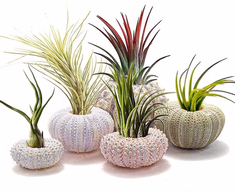 Dailygoods Set van 5 Decoratieve Zee-egel Hangpotten voor Vetplanten en Luchtplanten
