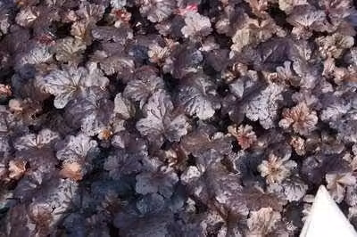 6 x Heuchera hybr. Black Sea met purperkleurige bloemen, pot van 9 x 9 cm, GRDplanten