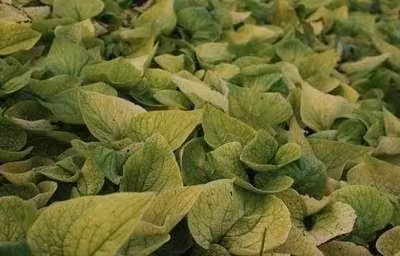 6 x Brunnera macrophylla 'Dianes Gold' Kaukasische vergeet-mij-niet, pot van 9 x 9 cm, GRDplanten
