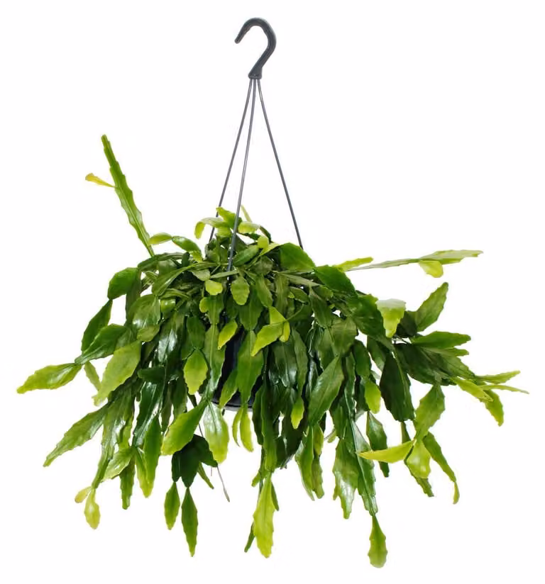 Exotenherz Rhipsalis crispata Cactus - 15 cm