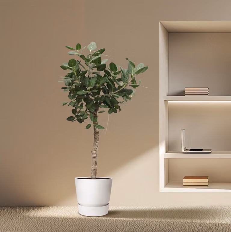 Everyplants Ficus Benghalensis boom, 200 cm hoog, diameter 50 cm, groen