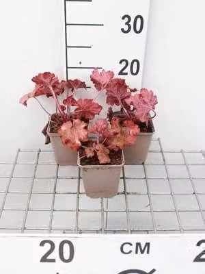 6 x Heuchera hybr. Fire Alarm - Purperbloemige kornoelje - Pot van 9 x 9 cm - GRDplanten