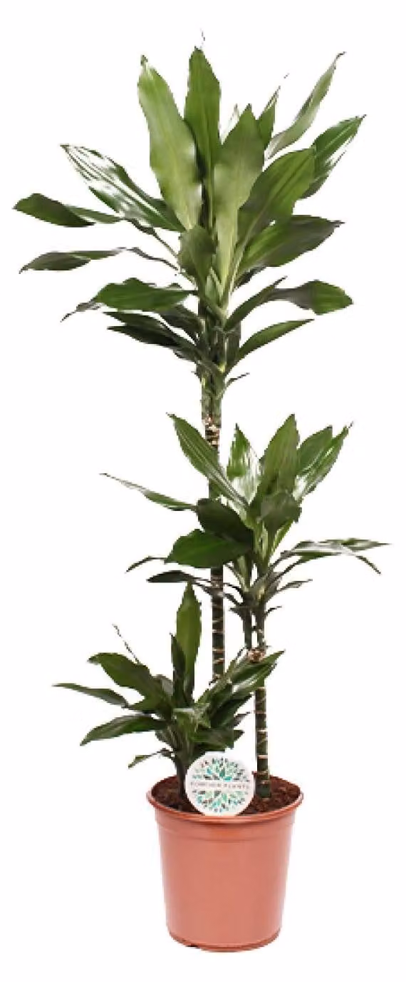 Dracaena Janet Lind Kamerplant - Groen - Hoogte: 120-130 cm, Diameter: 24 cm