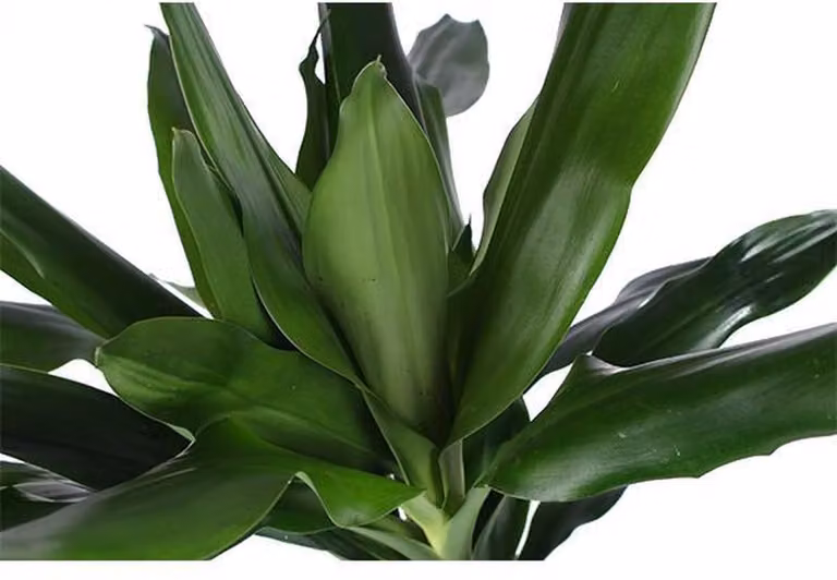 Dracaena Janet Lind in antraciet boule pot met diameter 24 cm en hoogte 120 cm