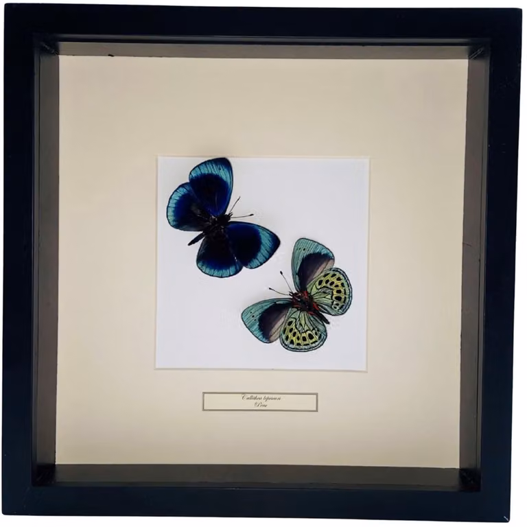 Callithea Leprieuri opgezette vlinders in diepe lijst - Blauw - 25 x 25 cm