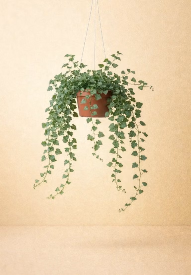 Hedera Wonder Green Klimop Kamerplant - Ø24cm x 70cm